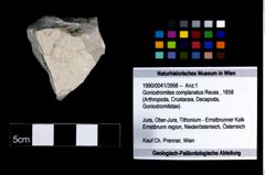 Foto (Objekt + Etikett) von Goniodromites complanatus (Reuss, 1858)  (NHMW-GEO-1990-0041-3998)